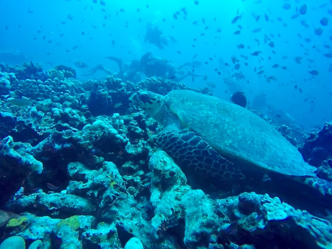 3Wdive 3