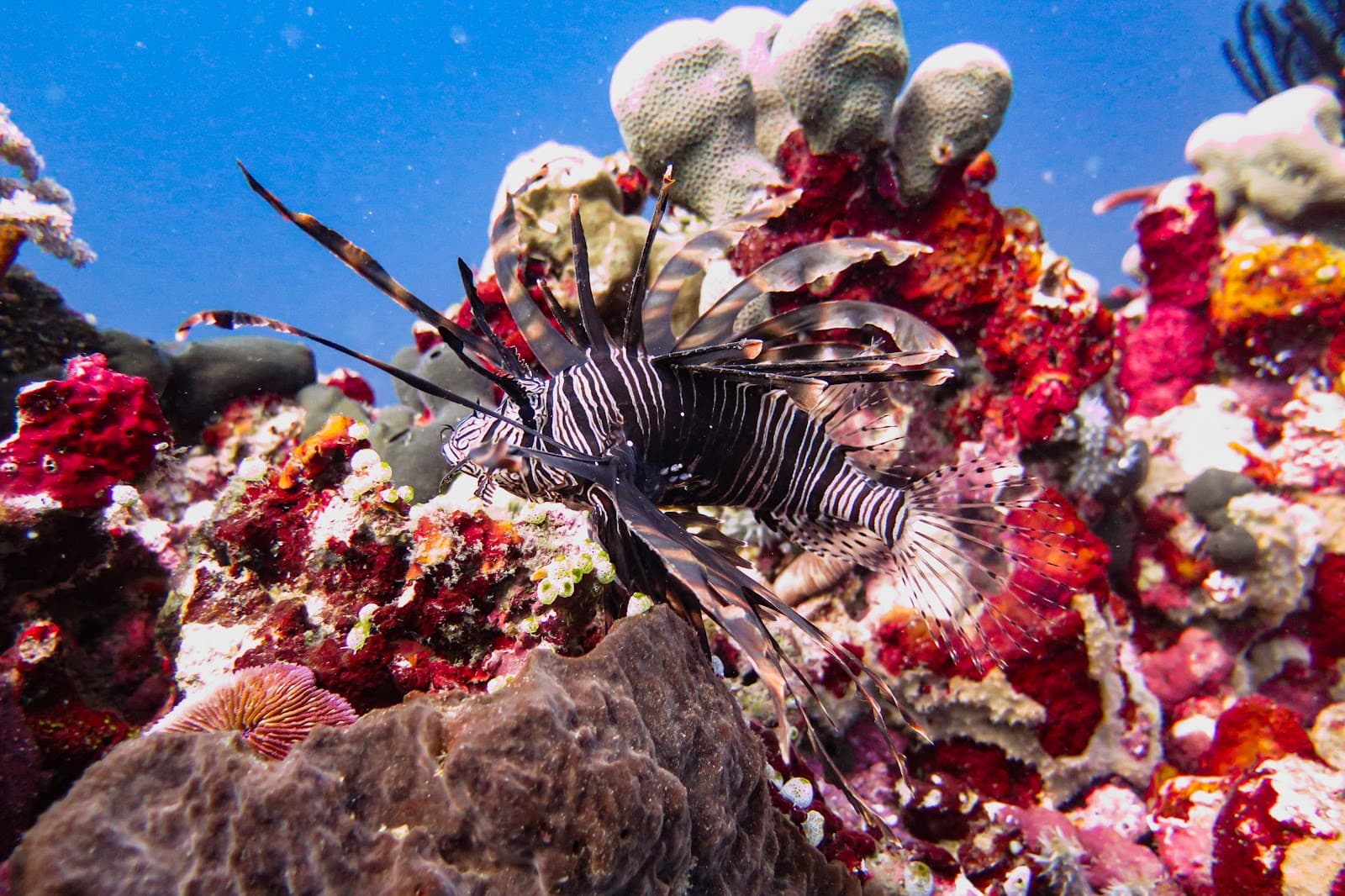 Blue Marine Dive Resort 3
