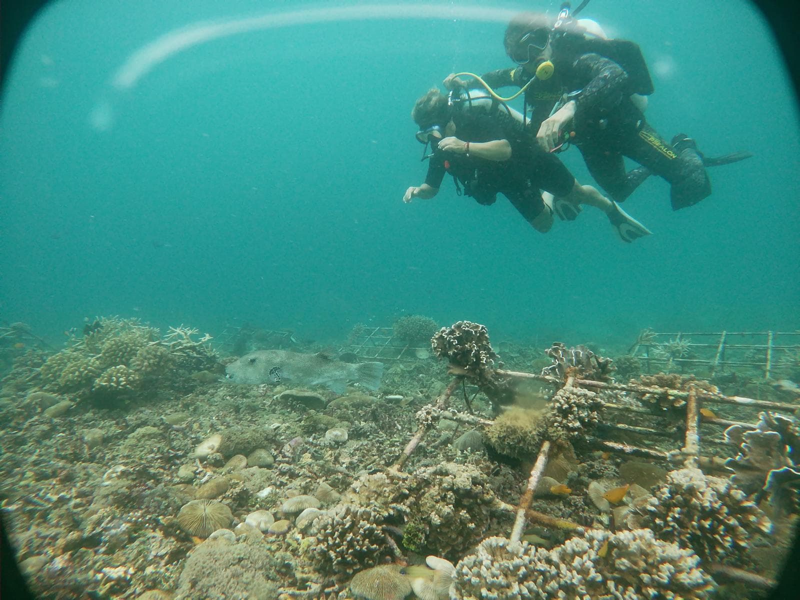 DPM Diving 2