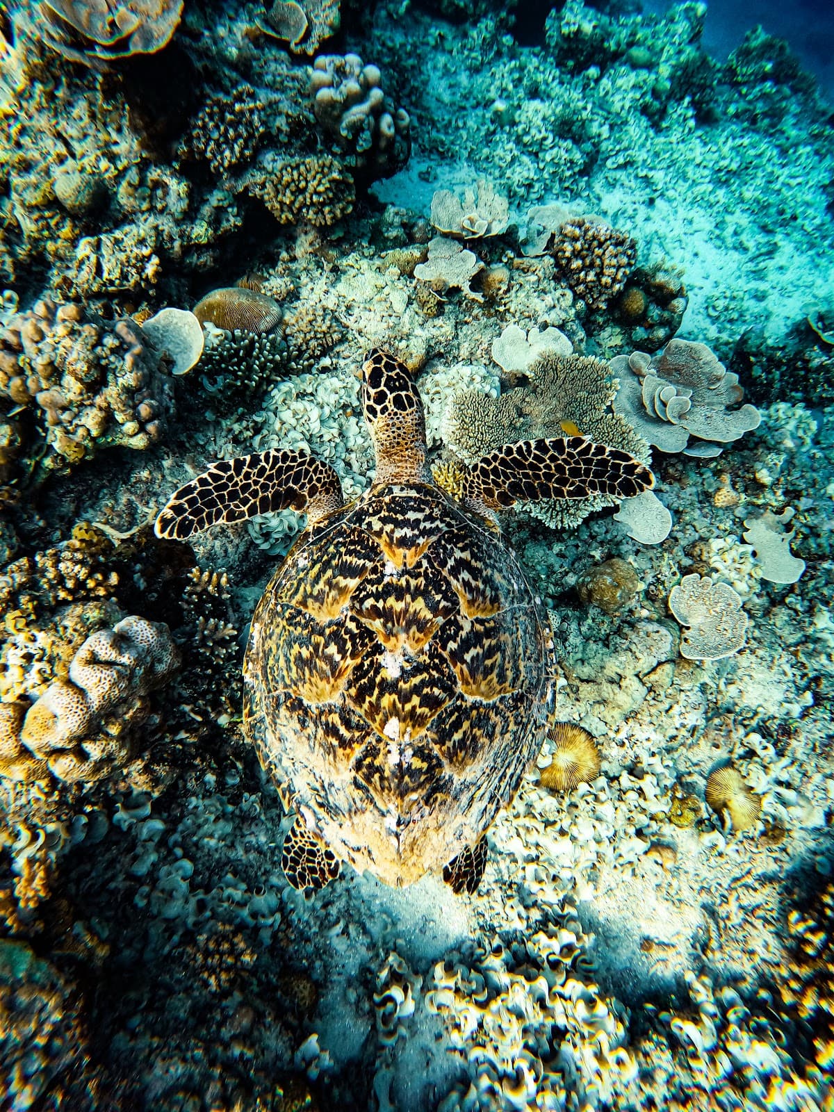 Turtle Beach Snorkel Point 2