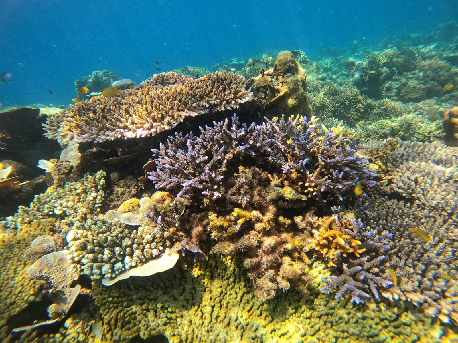 Turtle Beach Snorkel Point 3