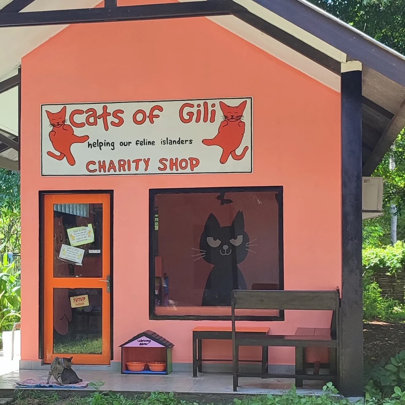 Cats of Gili 2