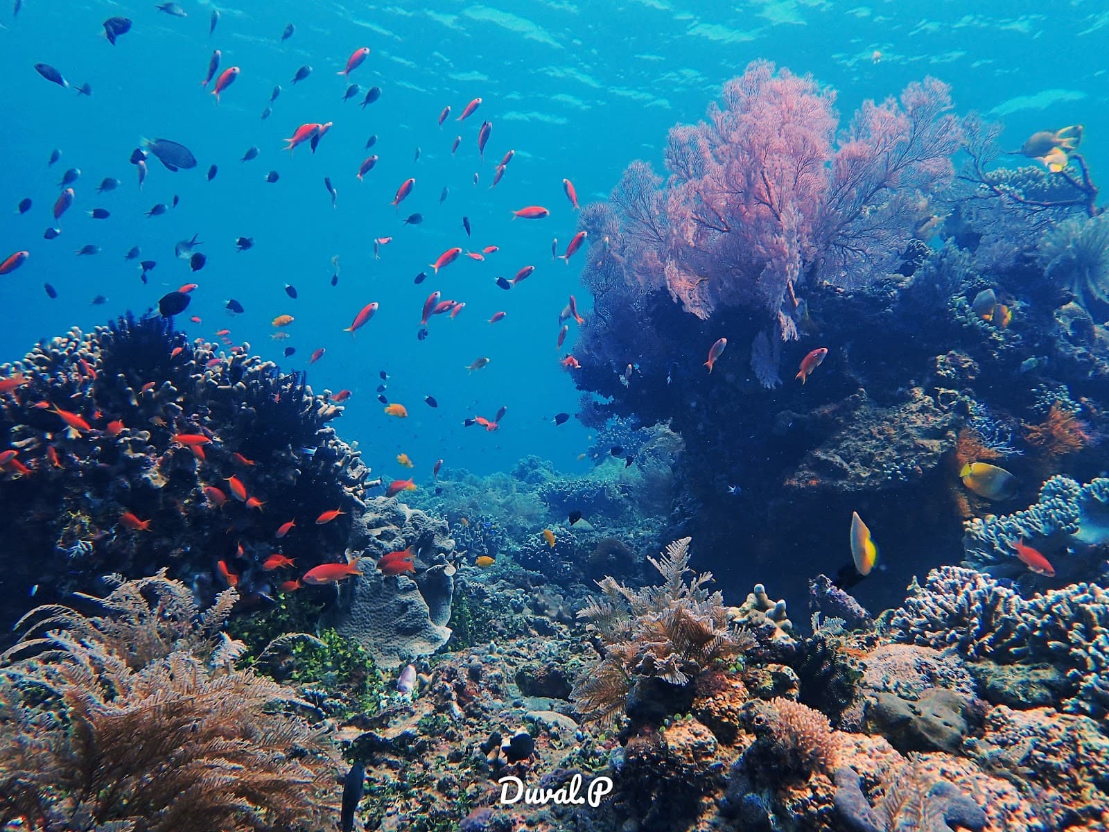 Evolution Dive 2