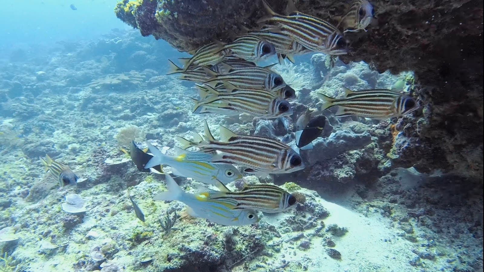 Manta Dive Gili Trawangan 3